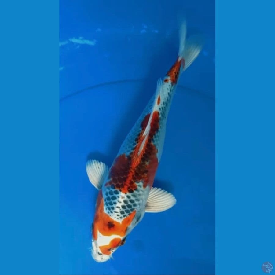 kujaku 29 cm