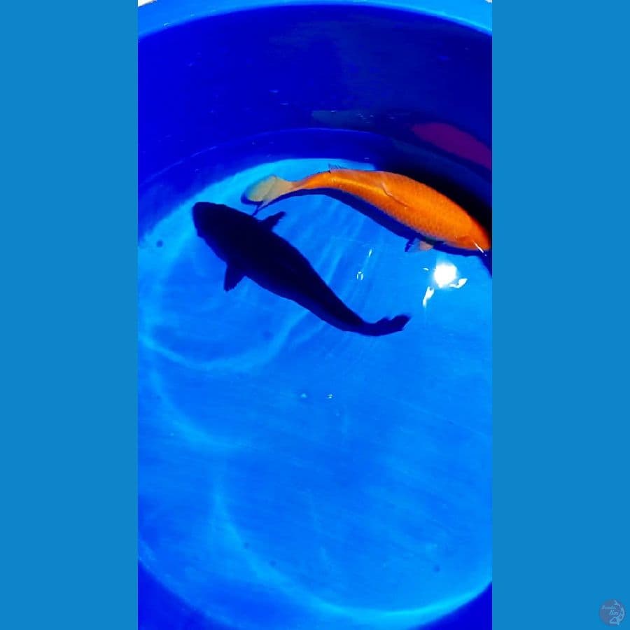red karasi pz karasu 37 38 cm