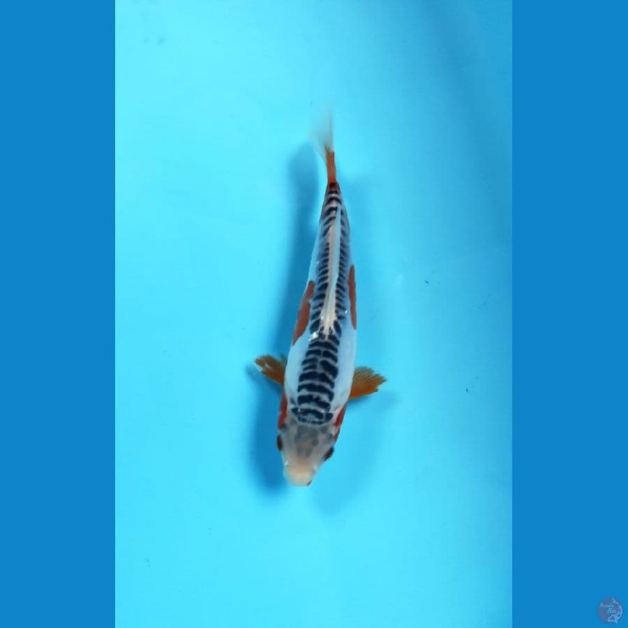 SHUSUI 25CM MALE