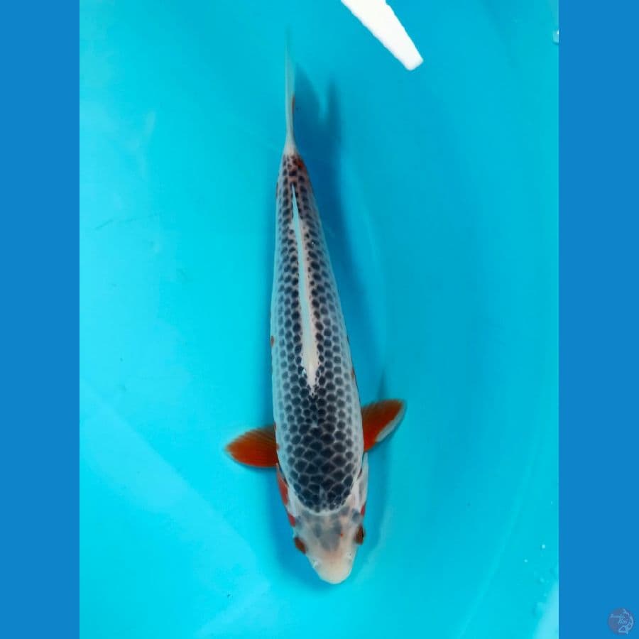ASAGI 25CM MALE