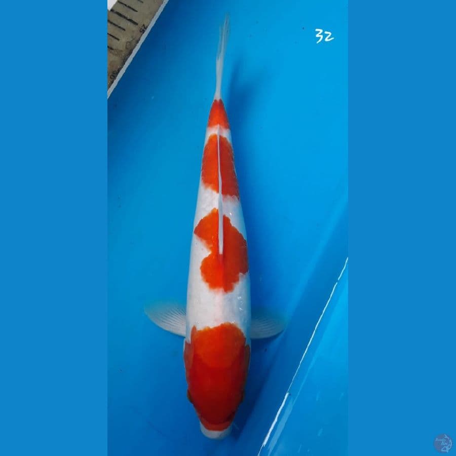 kuhaku 32cm