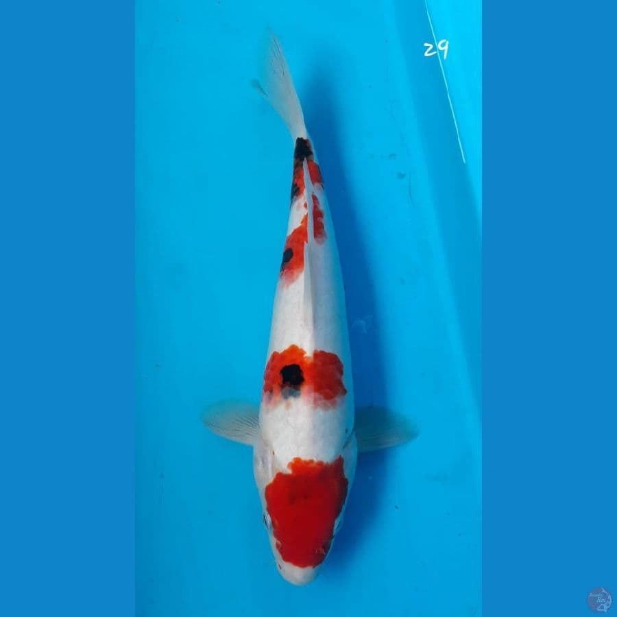 sanke 29cm