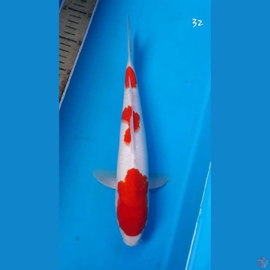 kohaku 32cm