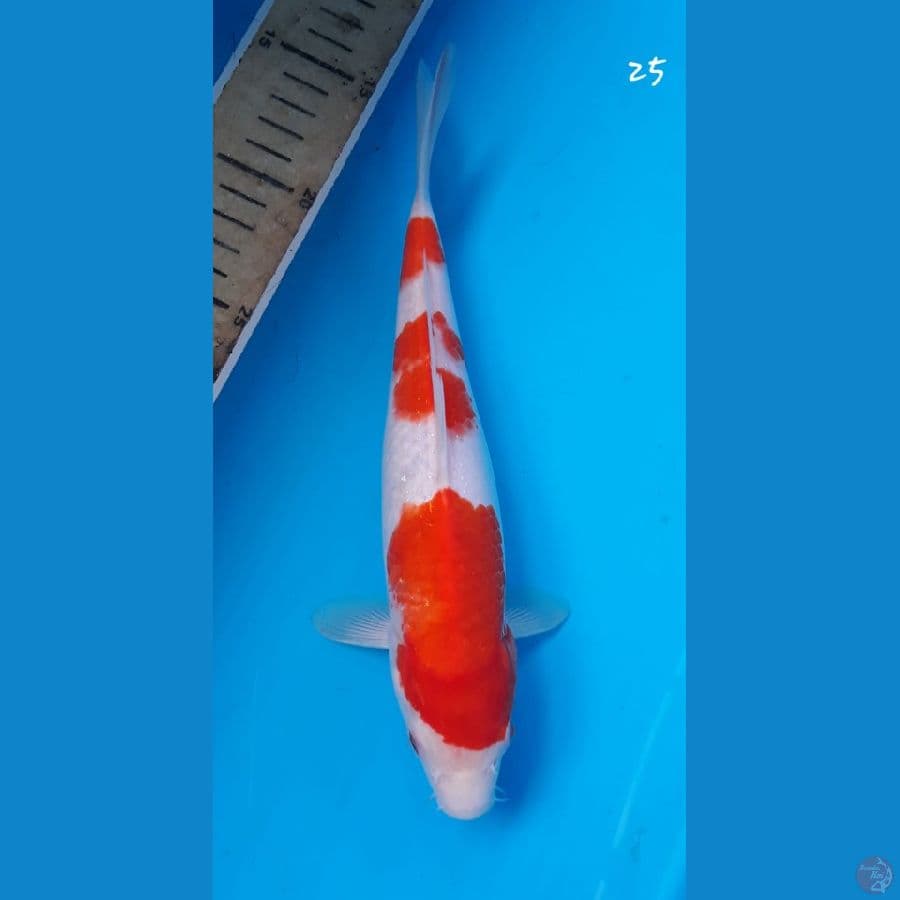 kohaku 25cm