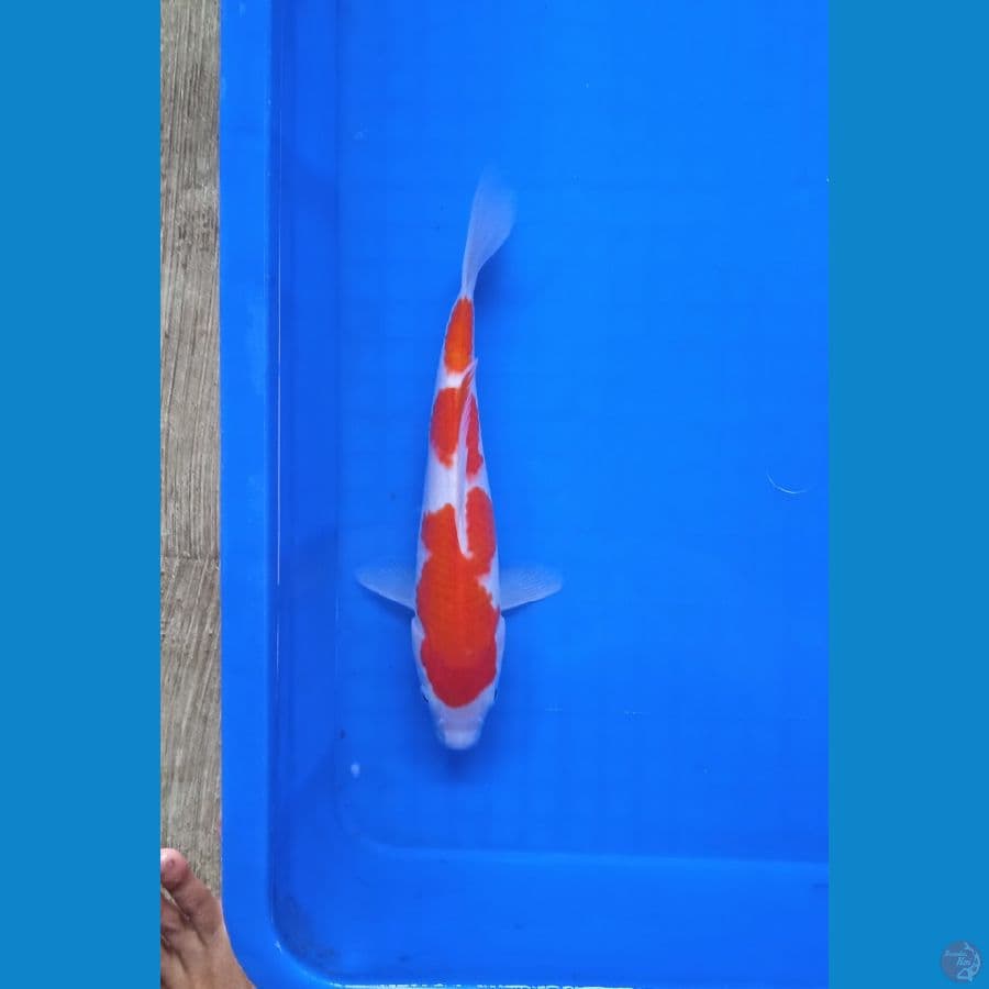 Kohaku 23 cm