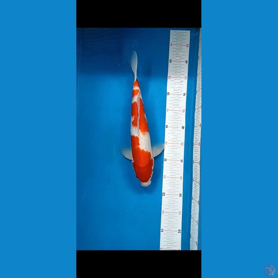 kohaku 36cm male