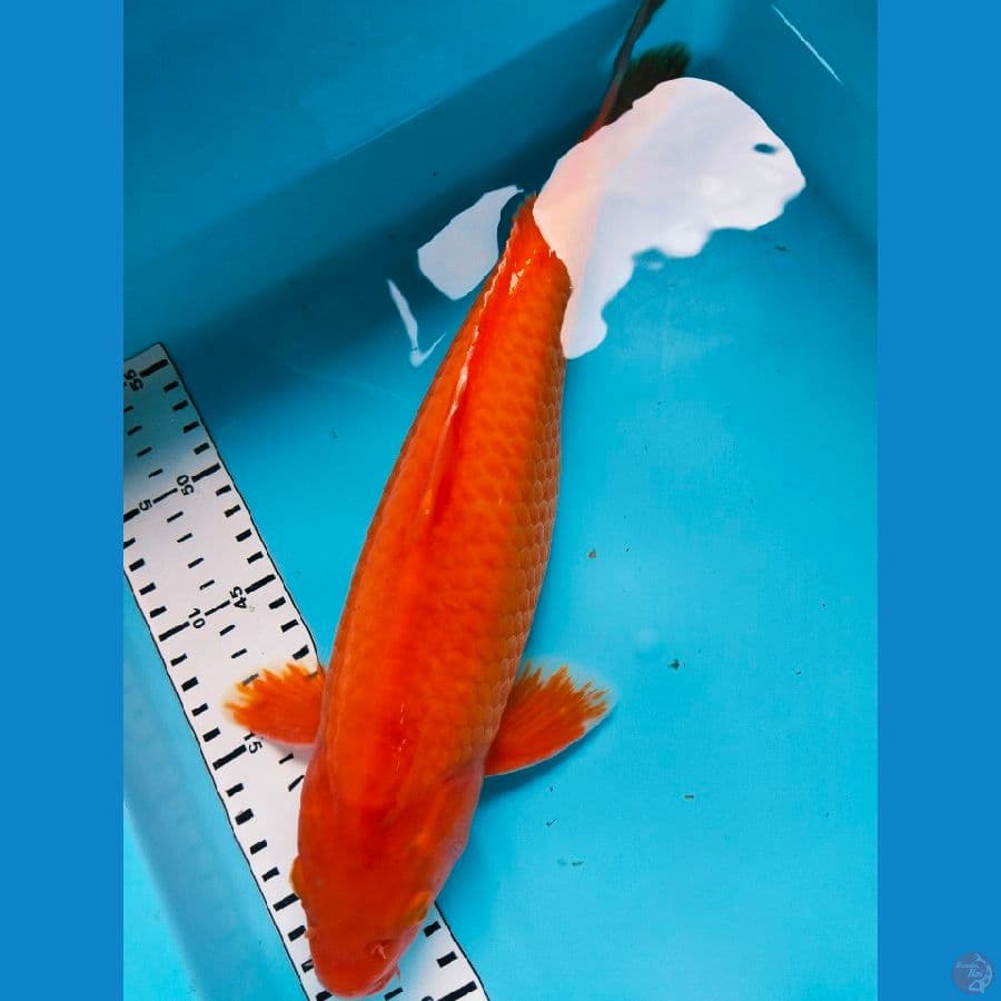 Red karasi 36cm jantan