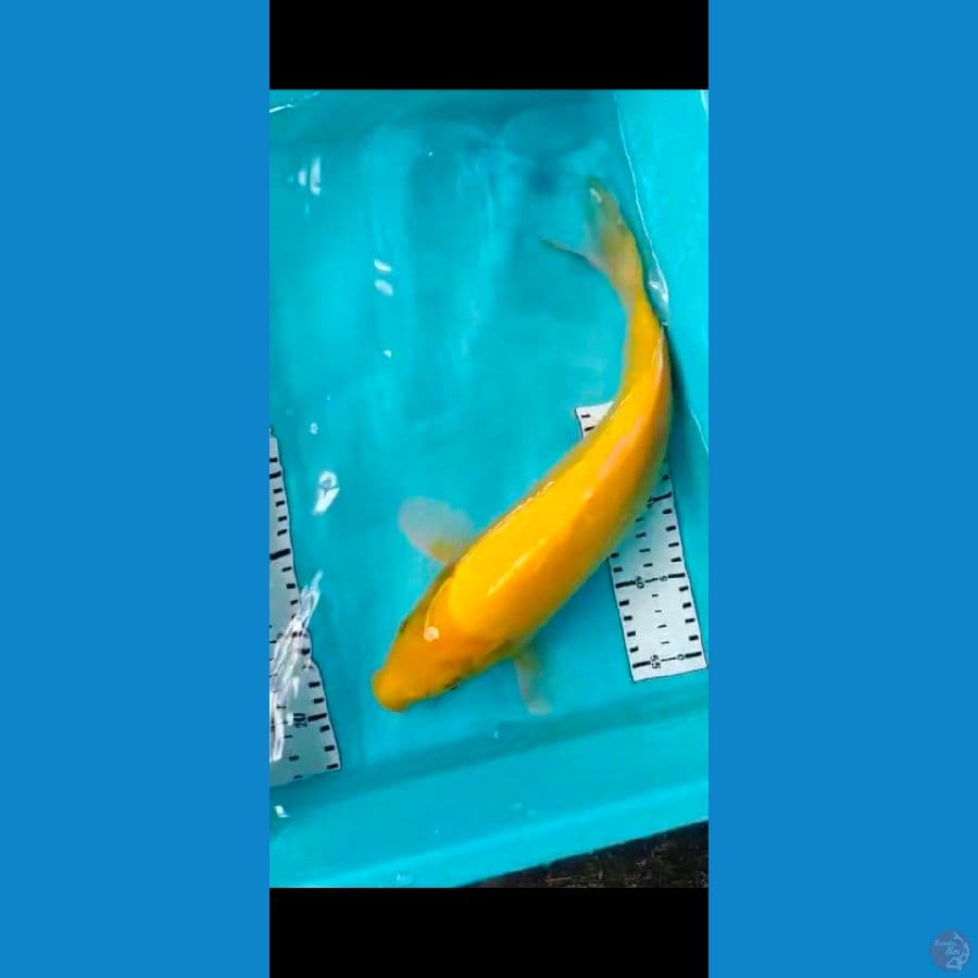 Karasi 38cm