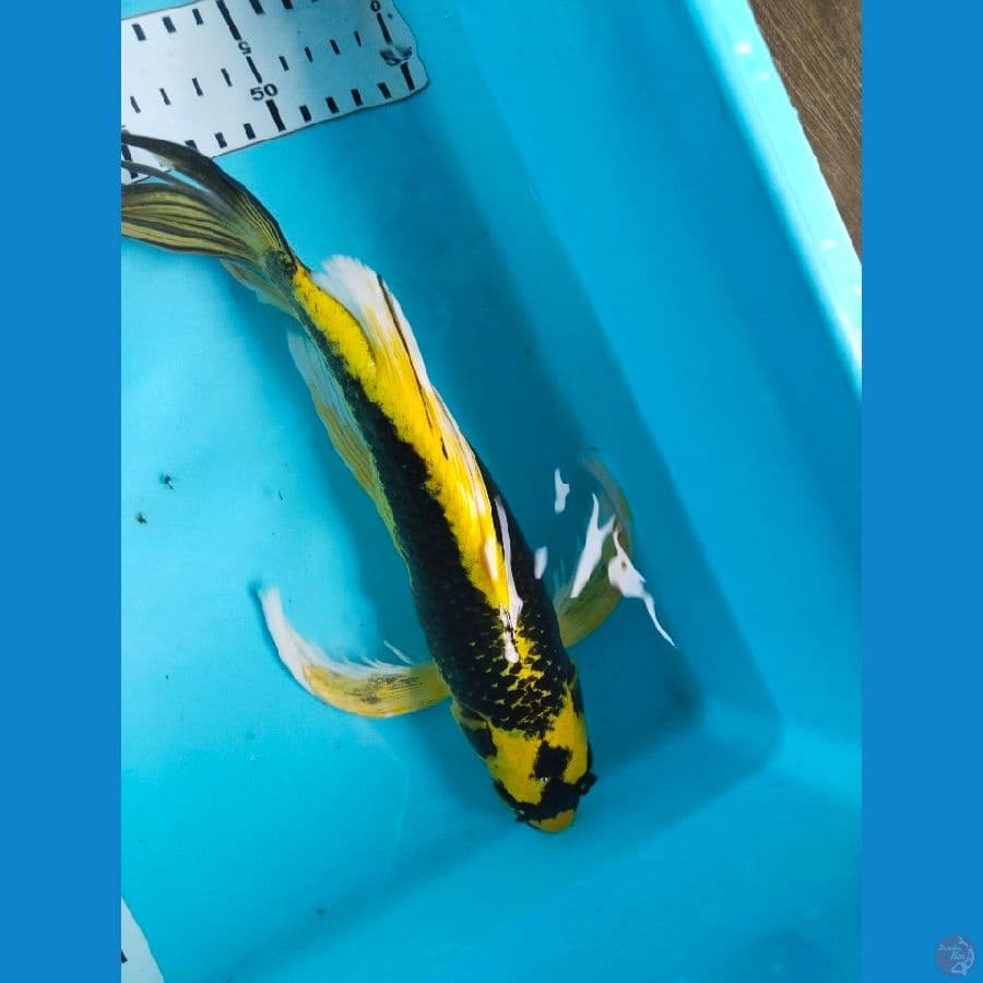kin kabuto sleyer 31cm jantan