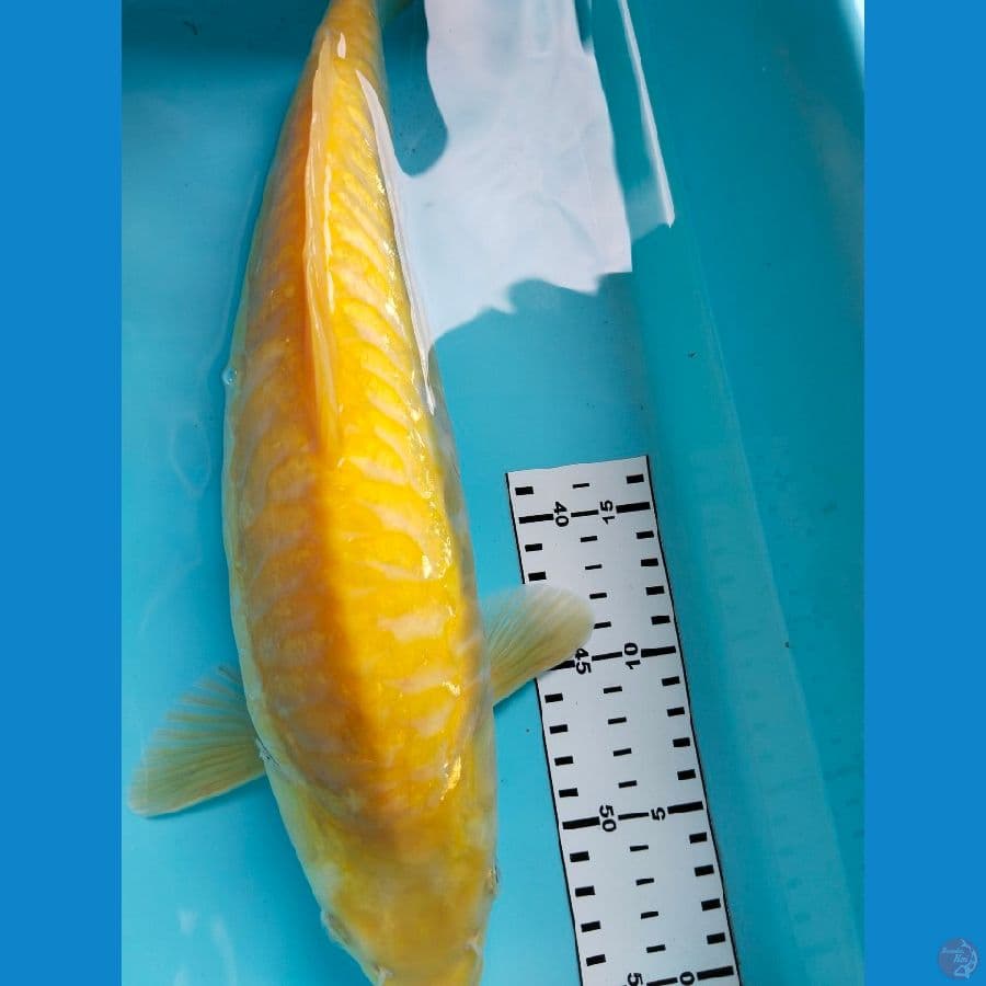 chagoi aragoke 39cm