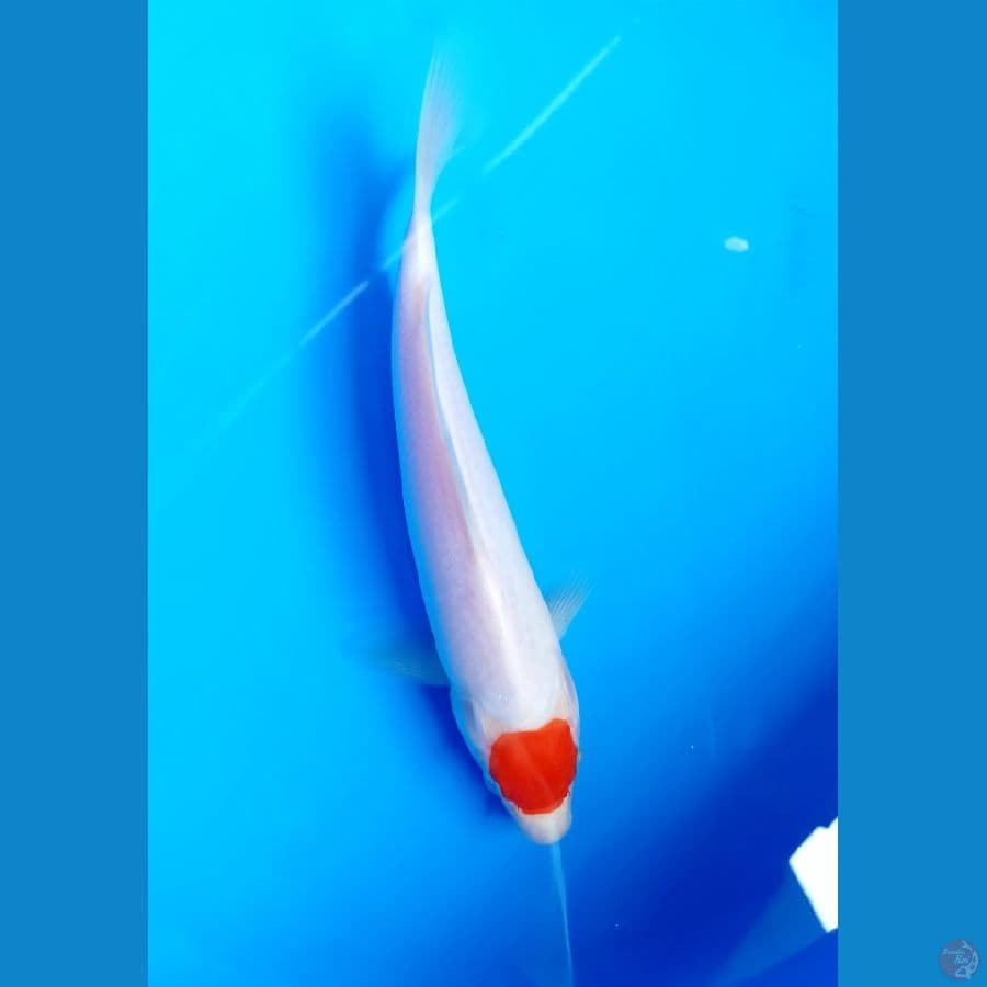 tancho 22cm