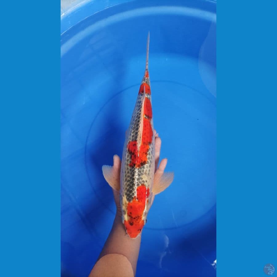 gosiki male 40 cm