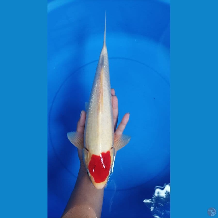 bahan tancho 37 cm male