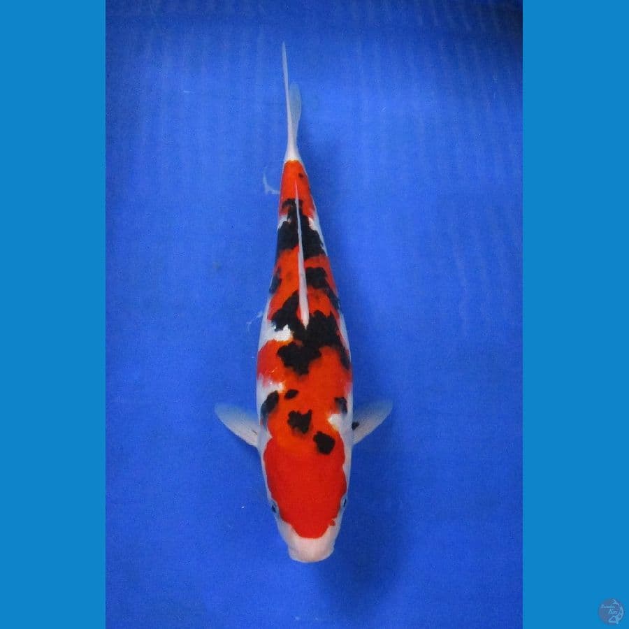showa sansoku ±34cm