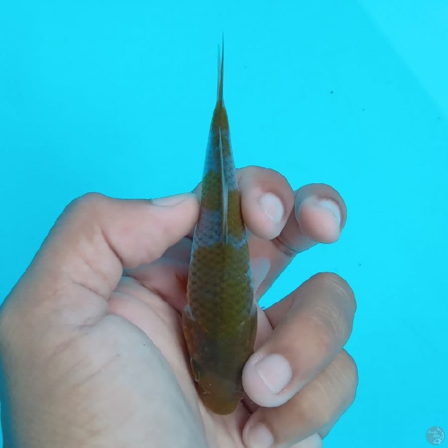 SUPER MINI - OCHIBA SHIGURE A 11CM
