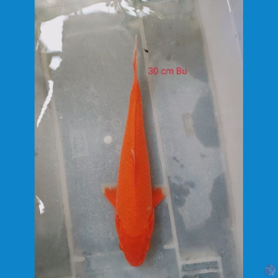 RED KARASI 30 BU