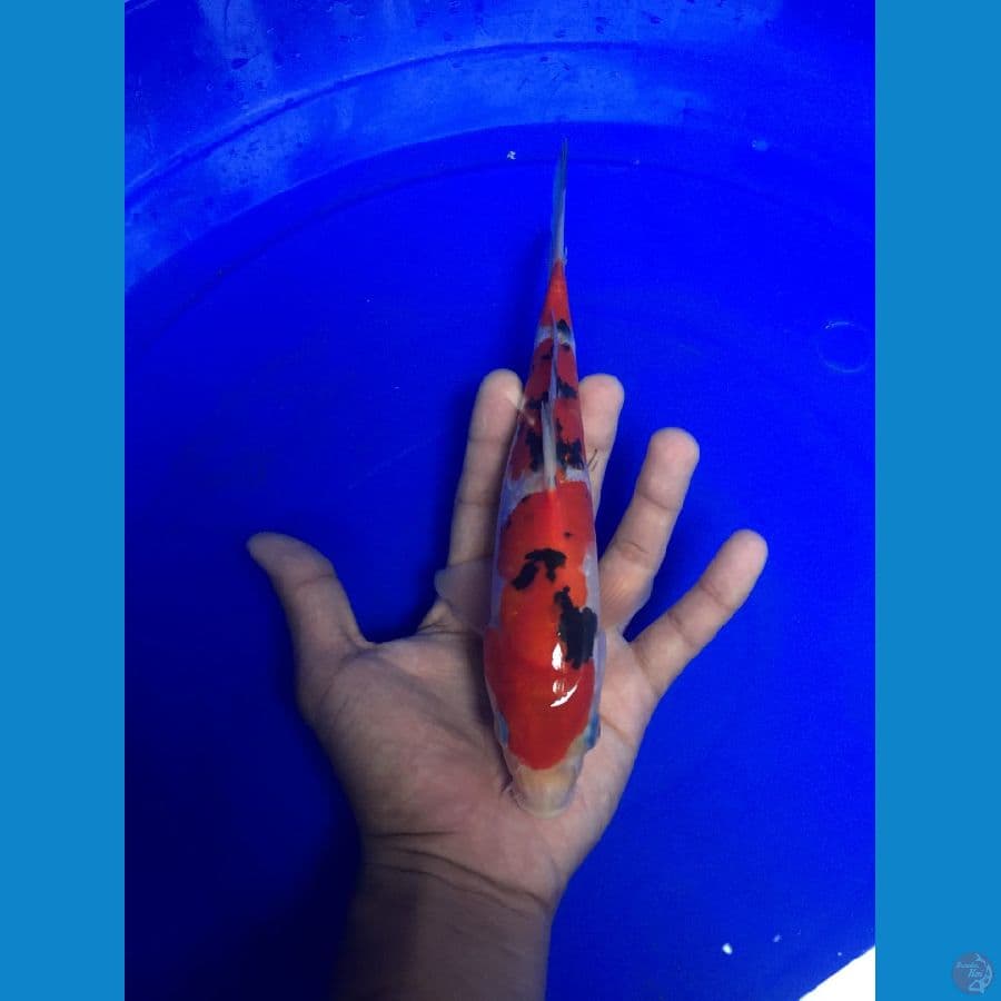 Sanke 23cm