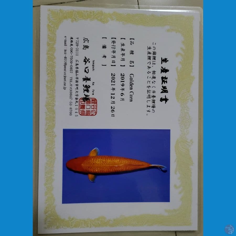 Karashi Golden Cron Ginrin 63cm Male
