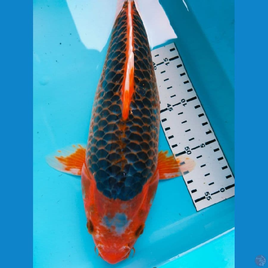akamatsuba33cm