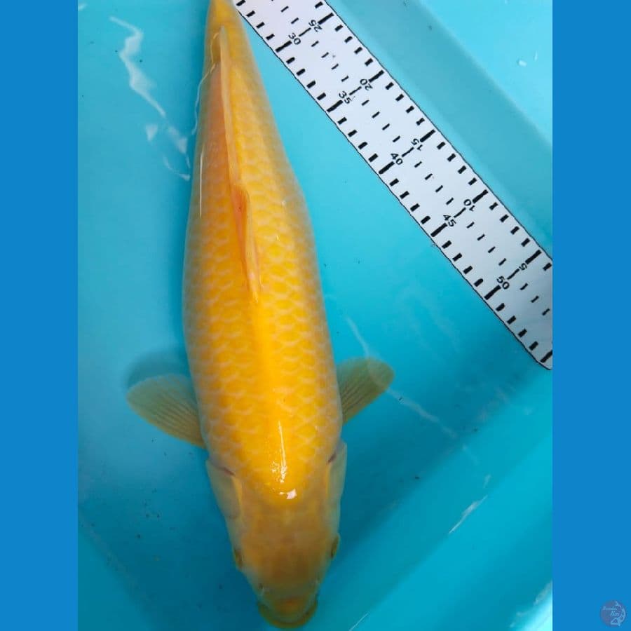 karasi 40cm