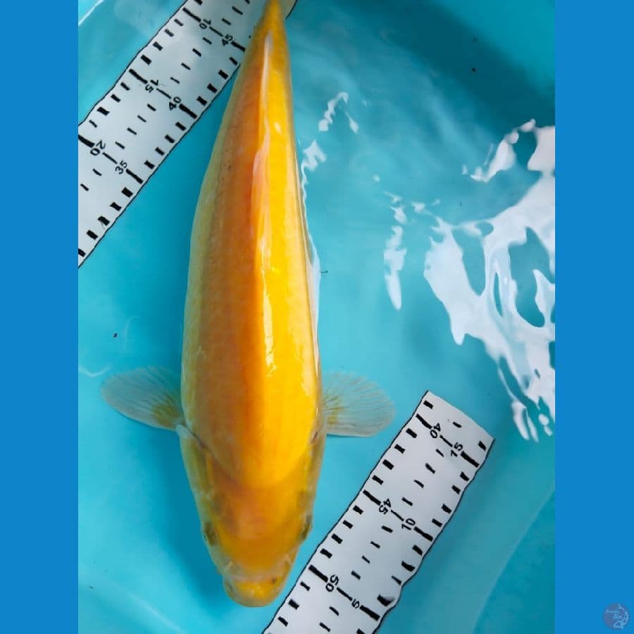 karasi 38cm