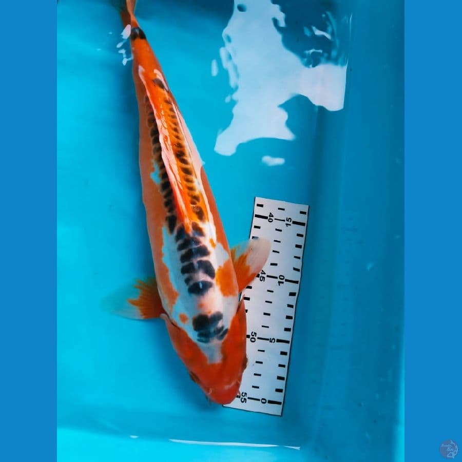 susui 38cm