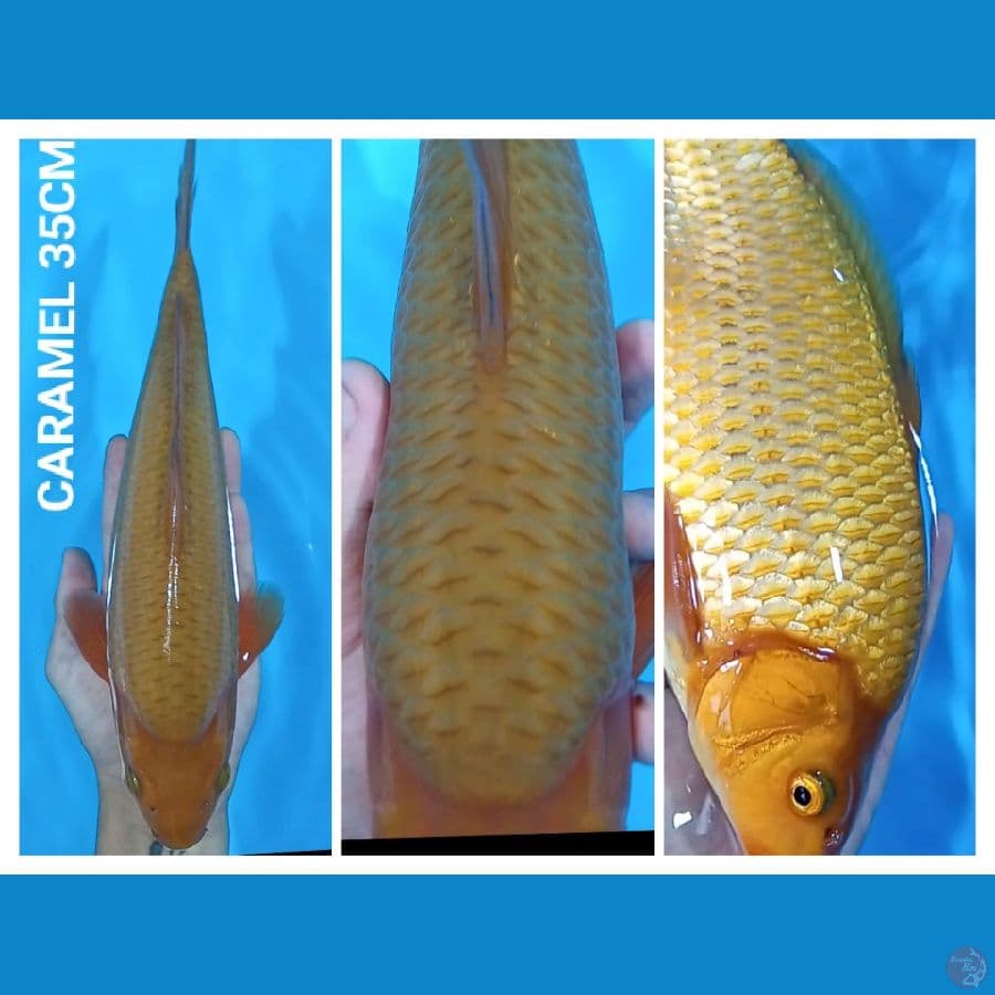 CARAMEL 35CM JANTAN