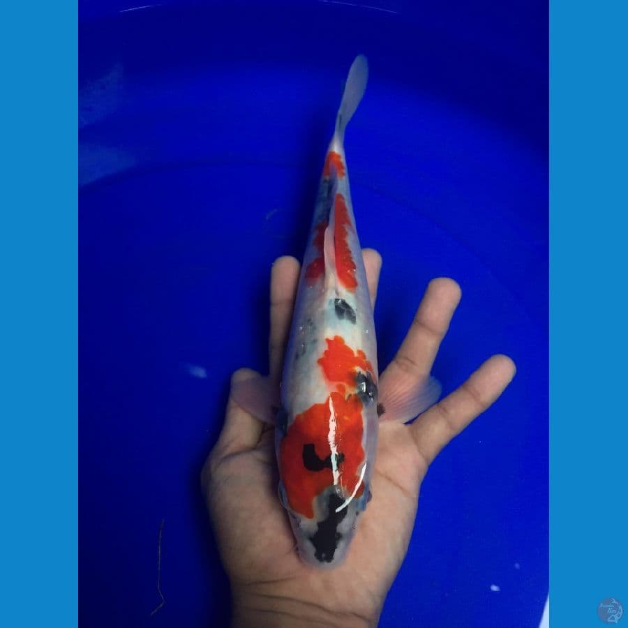 Showa 30 cm