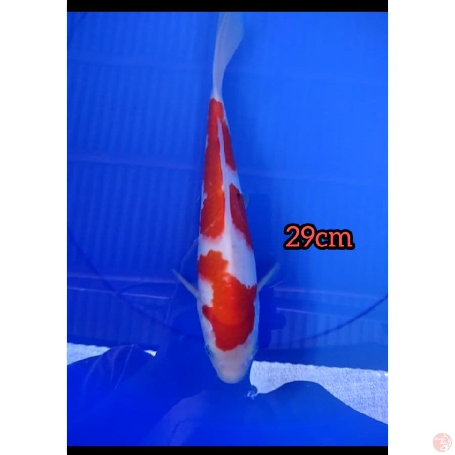 sanke 29cm