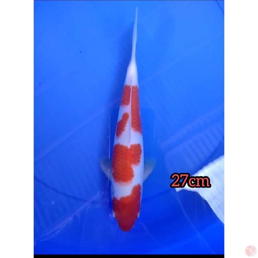 kohaku 