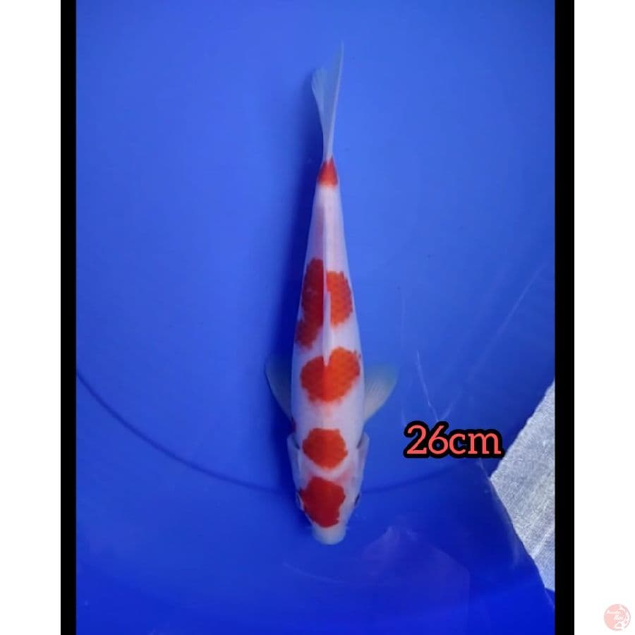 kohaku