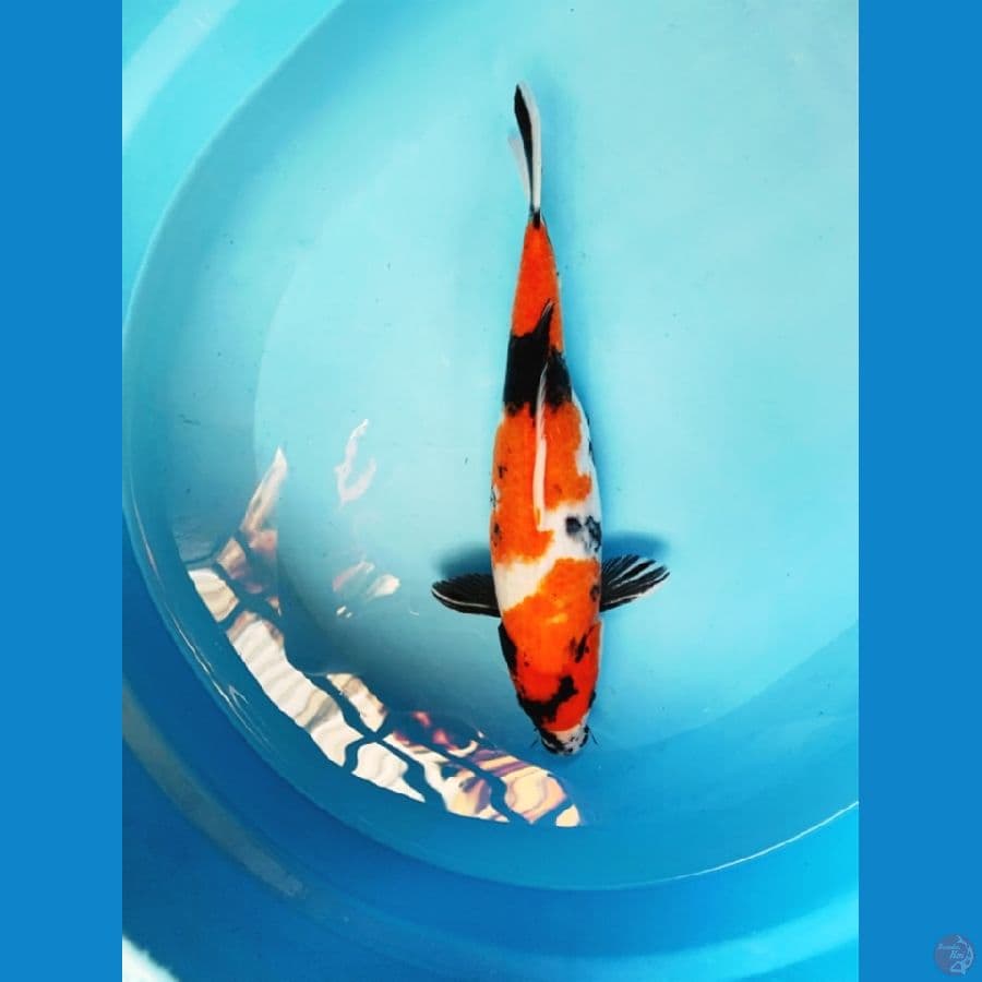 showa 33cm