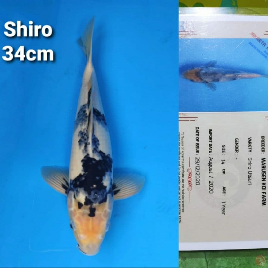 OKAWA SHIRO UTSURI SERTIFIKAT