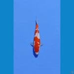 kohaku original sz 20bu