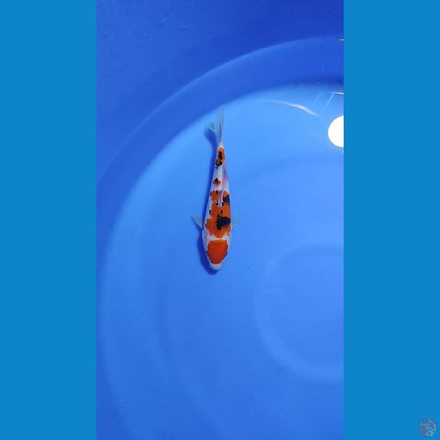 sanke 20cm