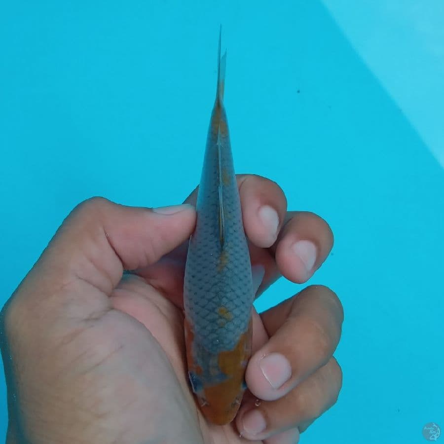 SUPER MINI - OCHIBA SHIGURE D 12CM