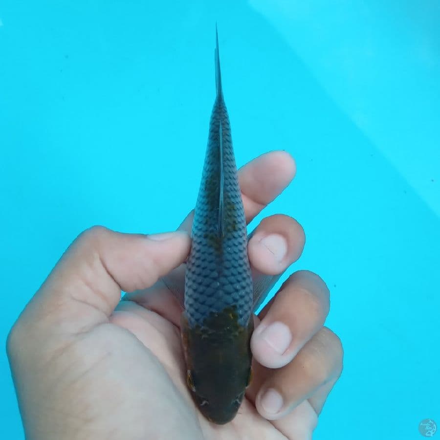 SUPER MINI - OCHIBA SHIGURE 13CM