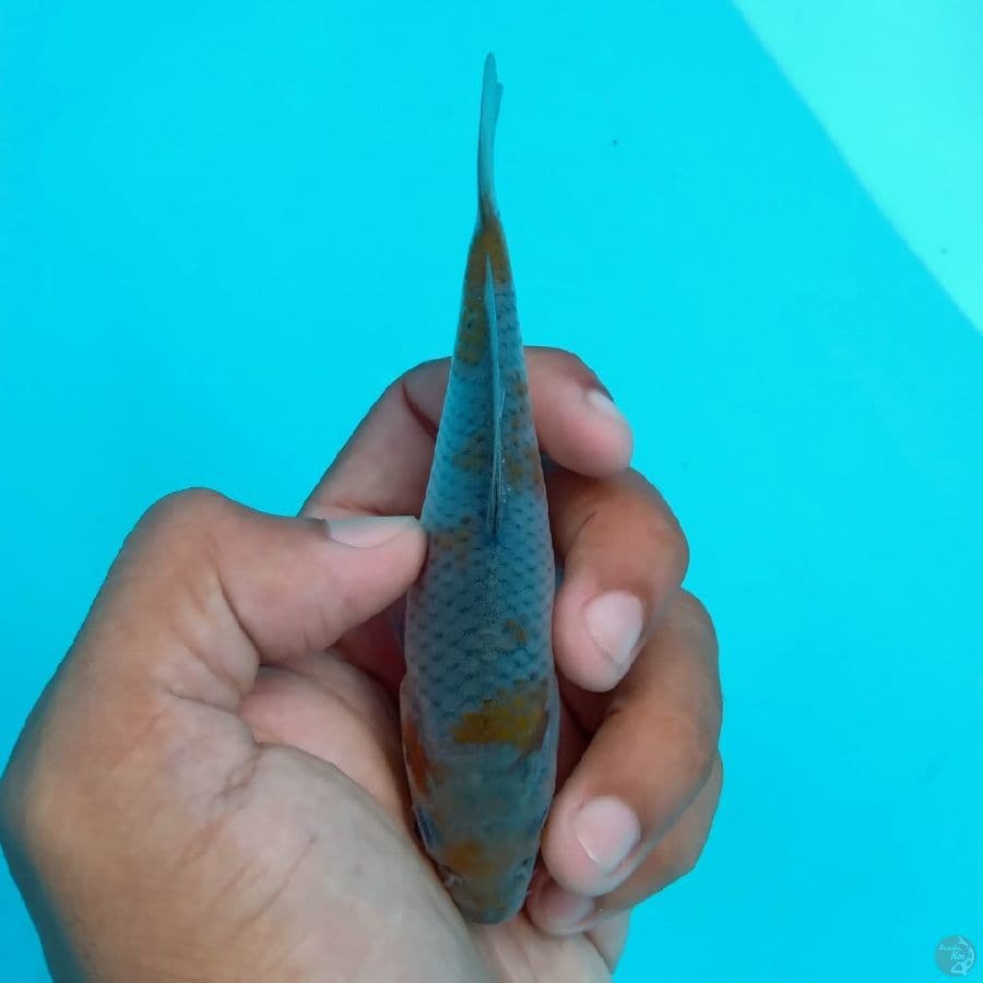 KAWARI - OCHIBA SHIGURE 13CM