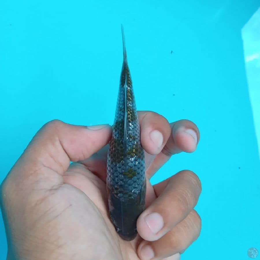 KAWARI - OCHIBA GINRIN D 11CM