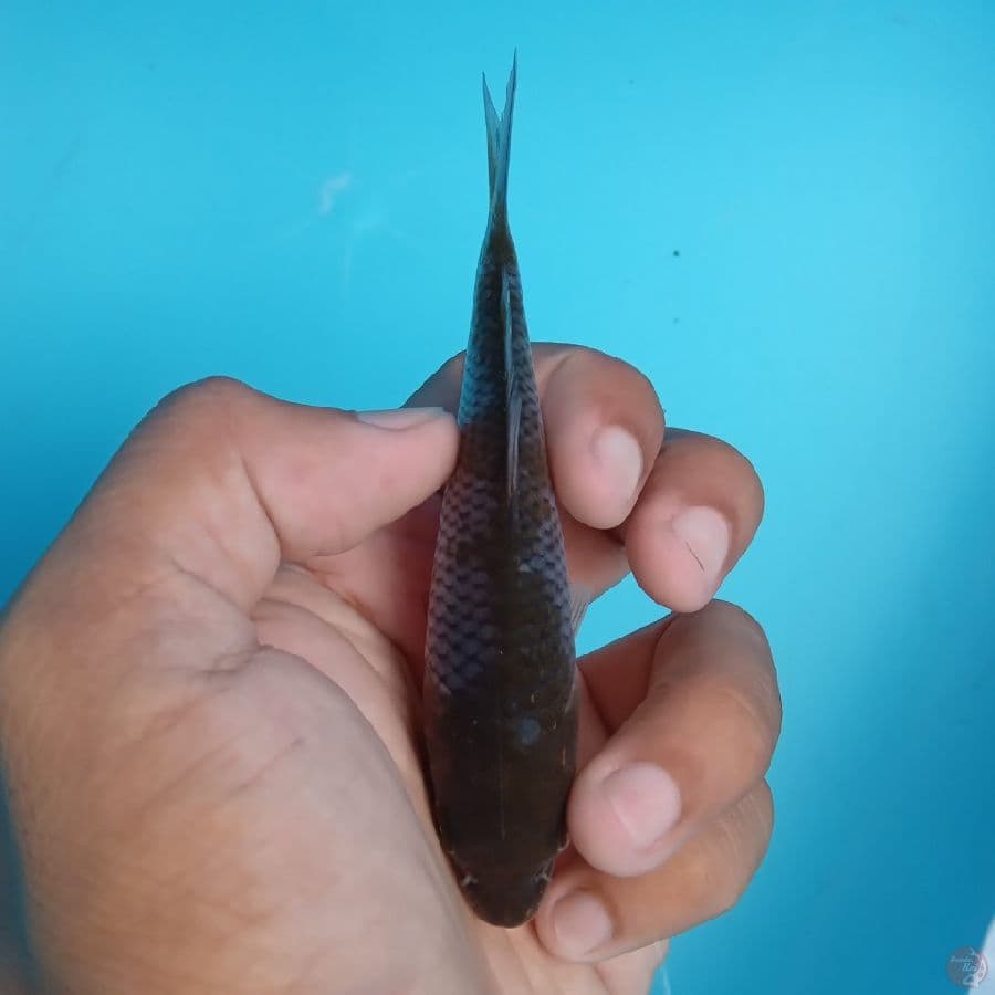 KAWARI - OCHIBA SHIGURE F 12CM