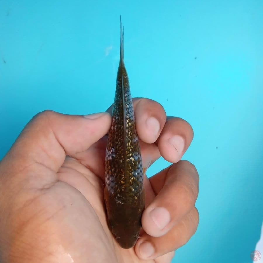 KAWARI - OCHIBA GINRIN E 12CM