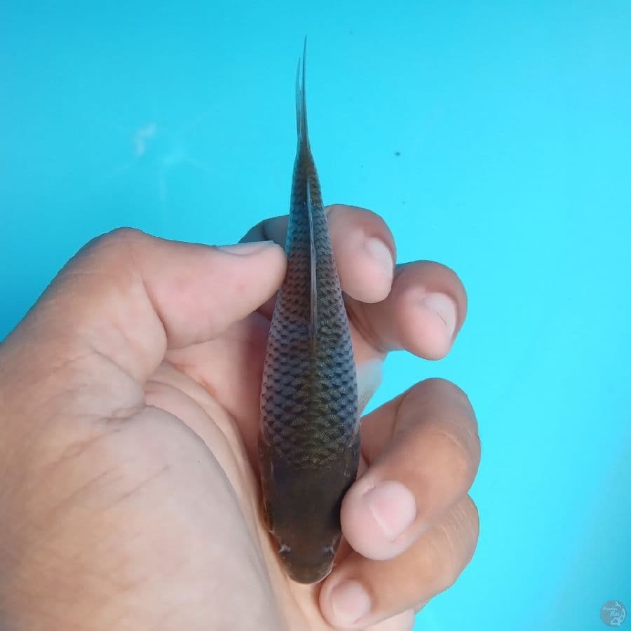 KAWARI - OCHIBA SHIGURE I 11CM
