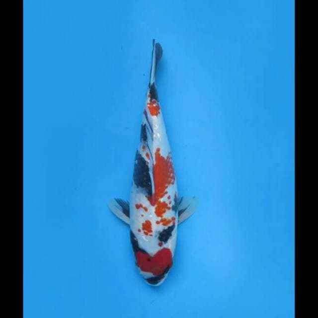 31cm Female - Kindai Showa Full Ginrin 