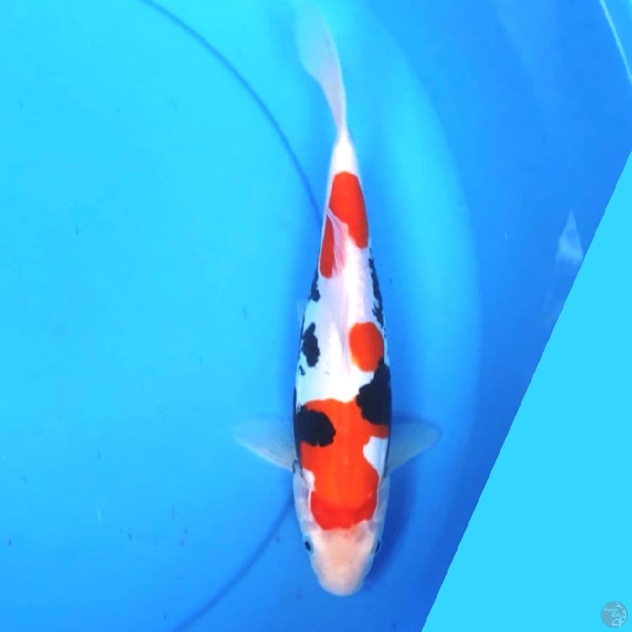 Benikumonryu 25cm Female