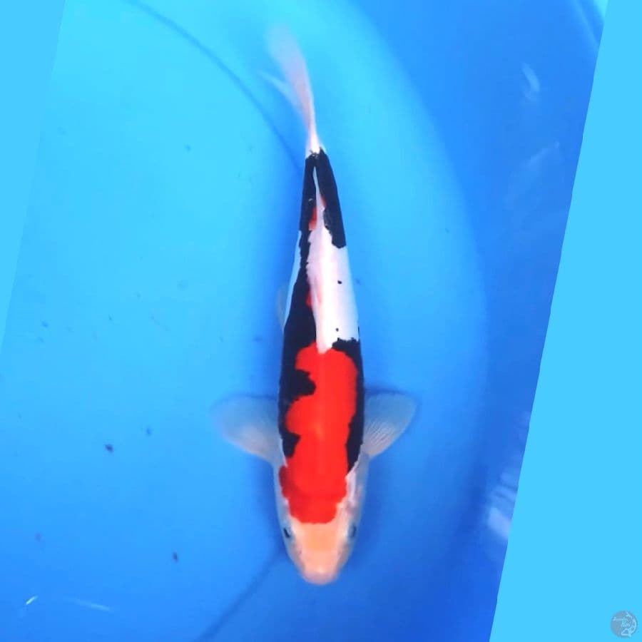 Benikumonryu 23cm Male