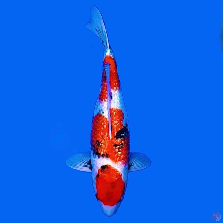 Kinginrin Showa 45cm Female