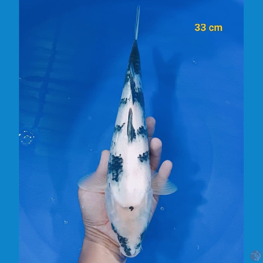 SQ Shiro 33 cm