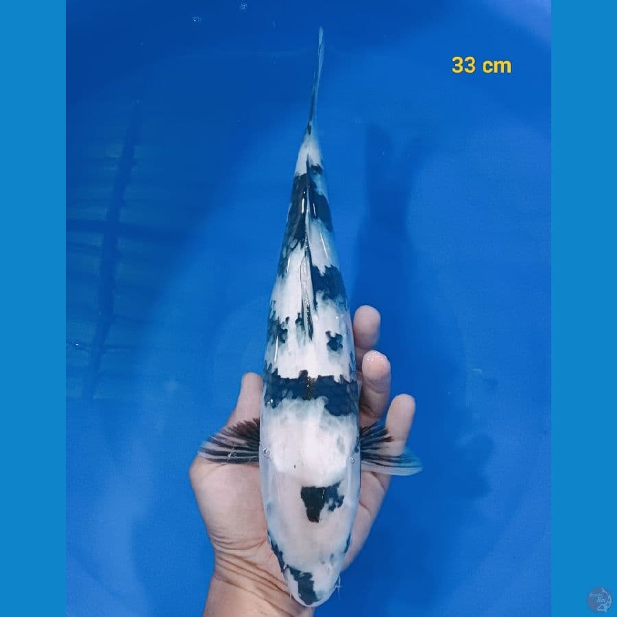 SQ shiro 33 cm