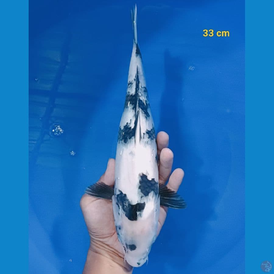 SQ Shiro 33 cm