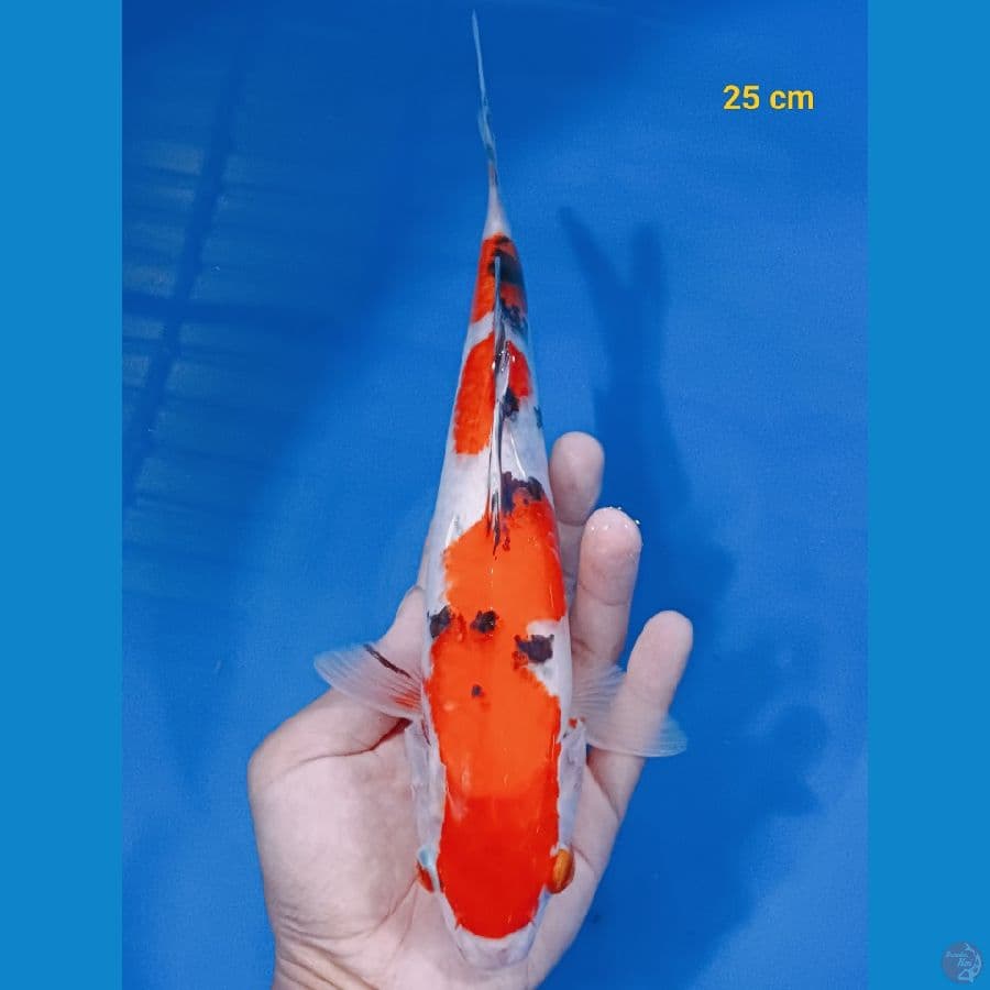 Sanke 25 cm